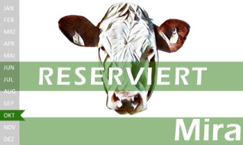 tr�chtige Fleckvieh Kalbin zu verkaufen, beweidet und ruhig